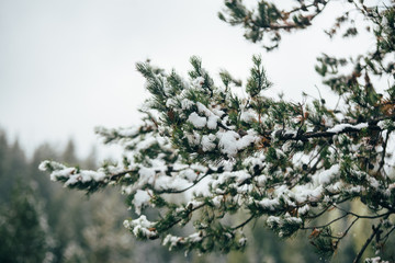 Green thuja plant branches are covered with thick layer of snow