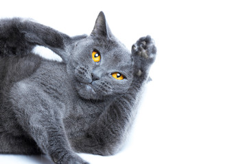 Portrait of a British Shorthair cat sitting on the back, on a white background