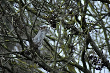 A squirrel eating a meal