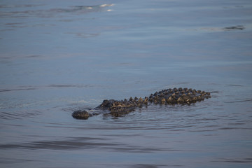 Large Alligator swimming in the water