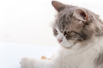 Cat with close up view
