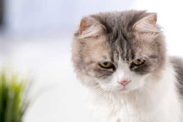 Cat with blurred view