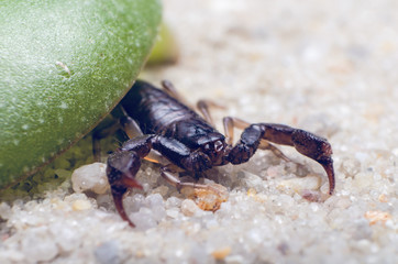 Scorpion sits on the sand under a green leaf close-up