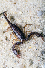 Scorpion creeps on the sand close up