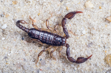 Scorpion creeps on the sand close up