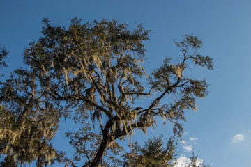 Spanish Moss hanging from a tree