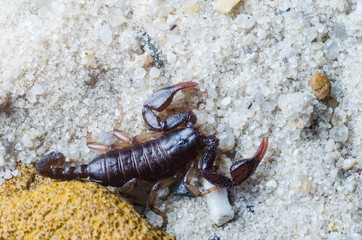 Scorpion creeps on the sand close up
