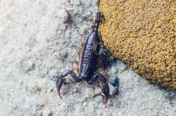 Scorpion creeps on the sand close up