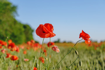 Poppy field. Wild poppy, red poppy. Unusual flowers. Red poppy flowers in the field.
