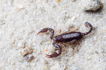 Scorpion creeps on the sand close up