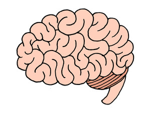 Vector illustration of a human brain seen in profile