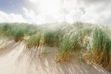 Sand dunes with grass at the beach