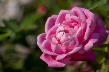 Rose flowers blooming in autumn, Yachiyo city, Chiba prefecture, Japan