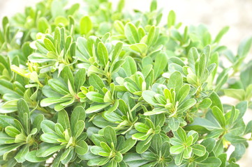 Pittosporum tobira nanum