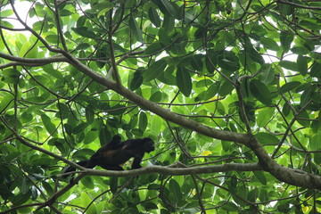 howler monkey in tree