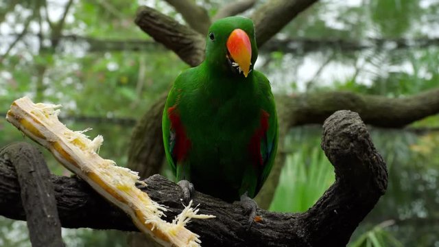 Eclectus parrot eat sugar cane