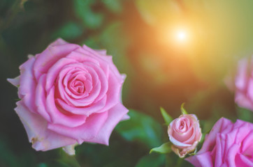 Fototapeta na wymiar Pink roses in the morning garden.Dark green tone.Do not focus on objects.