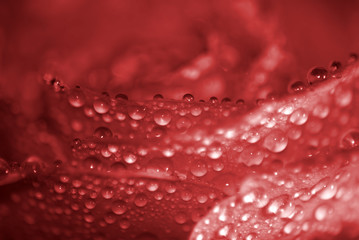 image of beautiful flowers of roses close up