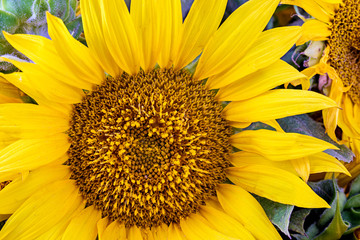 Obraz premium Sunflower natural background. Sunflower blooming.