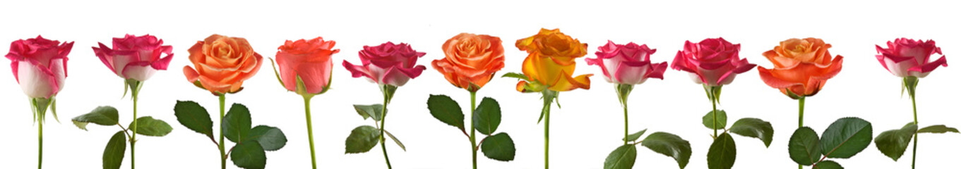 image of beautiful flowers of roses close up