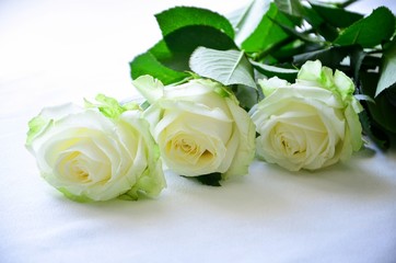 bouquet of roses on white background