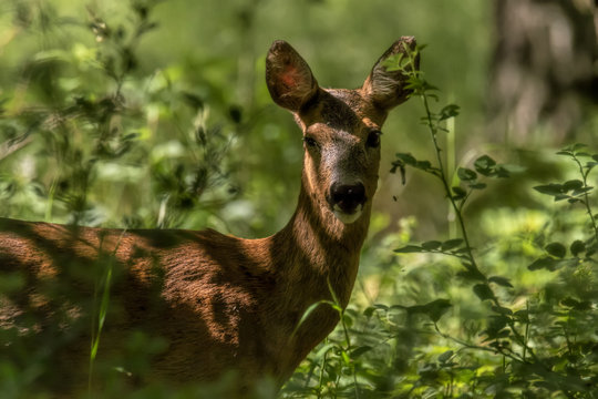 roe deer in lush forest in summer