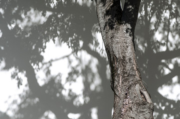 Baum und Schatten