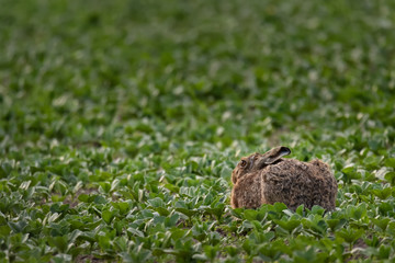 cute hare in green field on a summer day