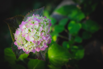 hydrangea flower and plant