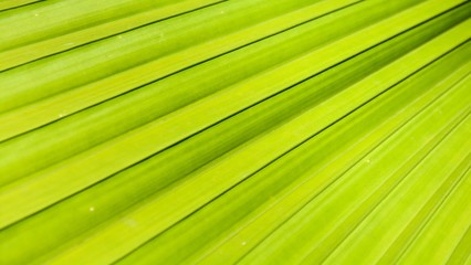 Lines and textures of Green Palm leaves