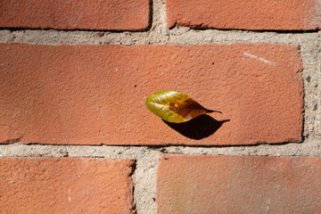 single leaf suspended on very thin cobweb with red brick wall in background