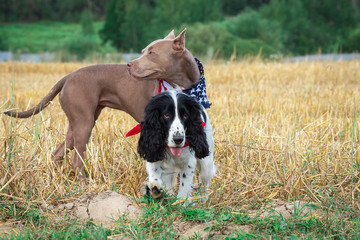 dogs at a haystack