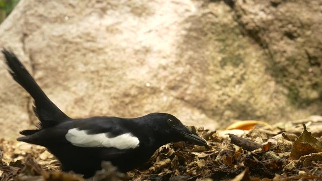 Seychelles magpie robin, Copsychus sechellarum, eating bugs on the forest floor