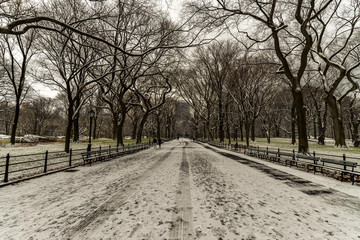 Winter in the Park - New York