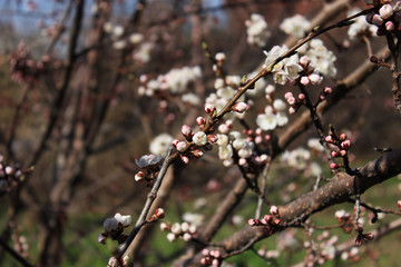 Branch of a tree