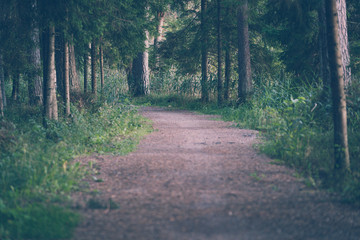Obraz premium Tourist Hike trail in the Magical Moody Woods - Partly Blurred Photo, Concept of Travel and Tourism