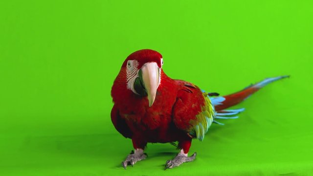 Full body medium wide shot of a red macaw parrot standing and looking around on a green screen background