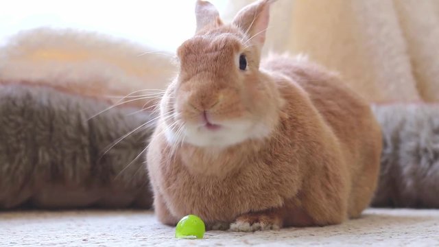 Adorable rufus bunny rabbit eating a grape, looks funny and cute, soft natural setting