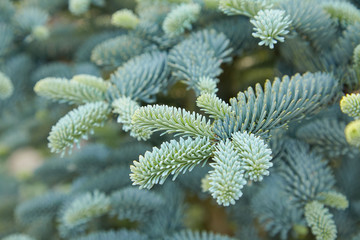 Fir-tree groving in the garden