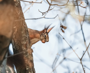 Eichhörnchen mit Haselnuss im Maul