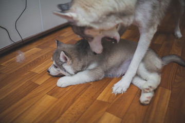 husky puppy playing with mom