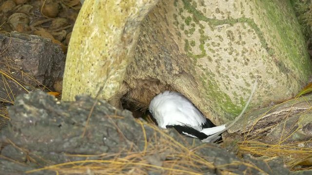 White-tailed Tropicbird (Phaethon lepturus lepturus) on cousin island