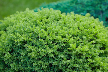 Green  garden decorative spruce