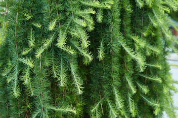 Fir-tree, spruce