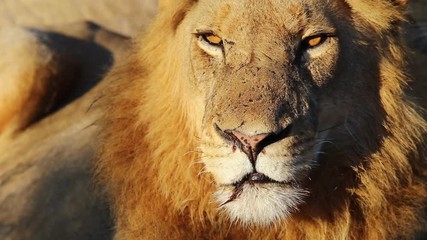Battle Scarred Lion In Golden Sunlight. Close Up.