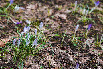 blooming purple snowdrops close up