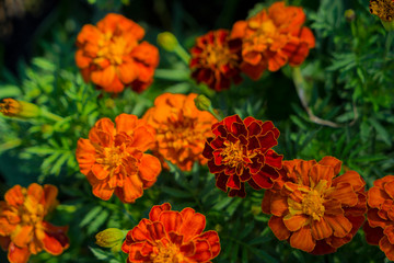 Tagetes