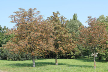 Common horse-chestnut (Aesculus hippocastanum) trees with dried brown leaves in summer park....