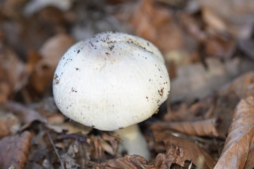 champignon