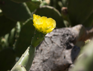 Typical yellow flower given by the cactus in Mexico before becoming a fruit